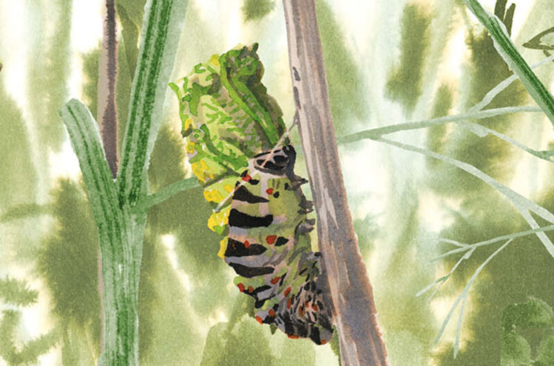 Illustration Verpuppung Schwalbenschwanz Schmetterling