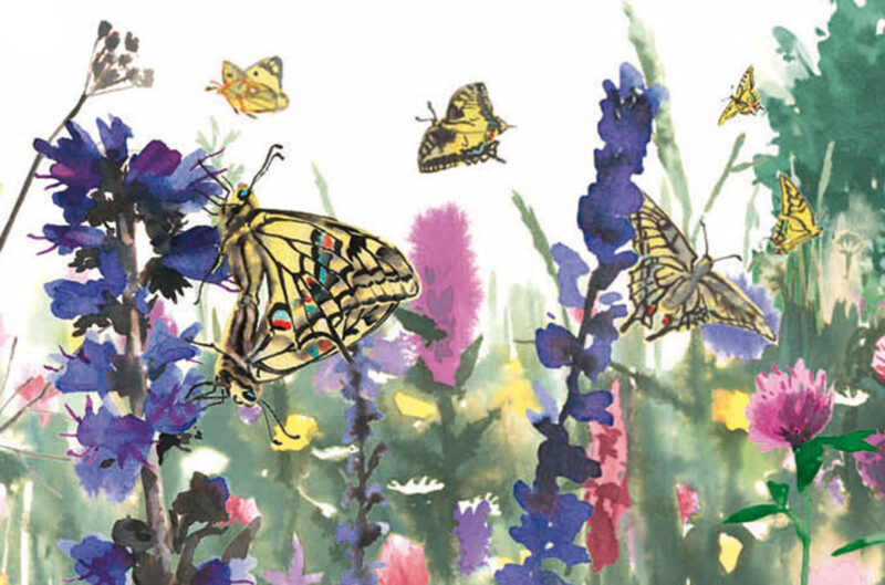 Illustration Verpuppung Schwalbenschwanz Schmetterling